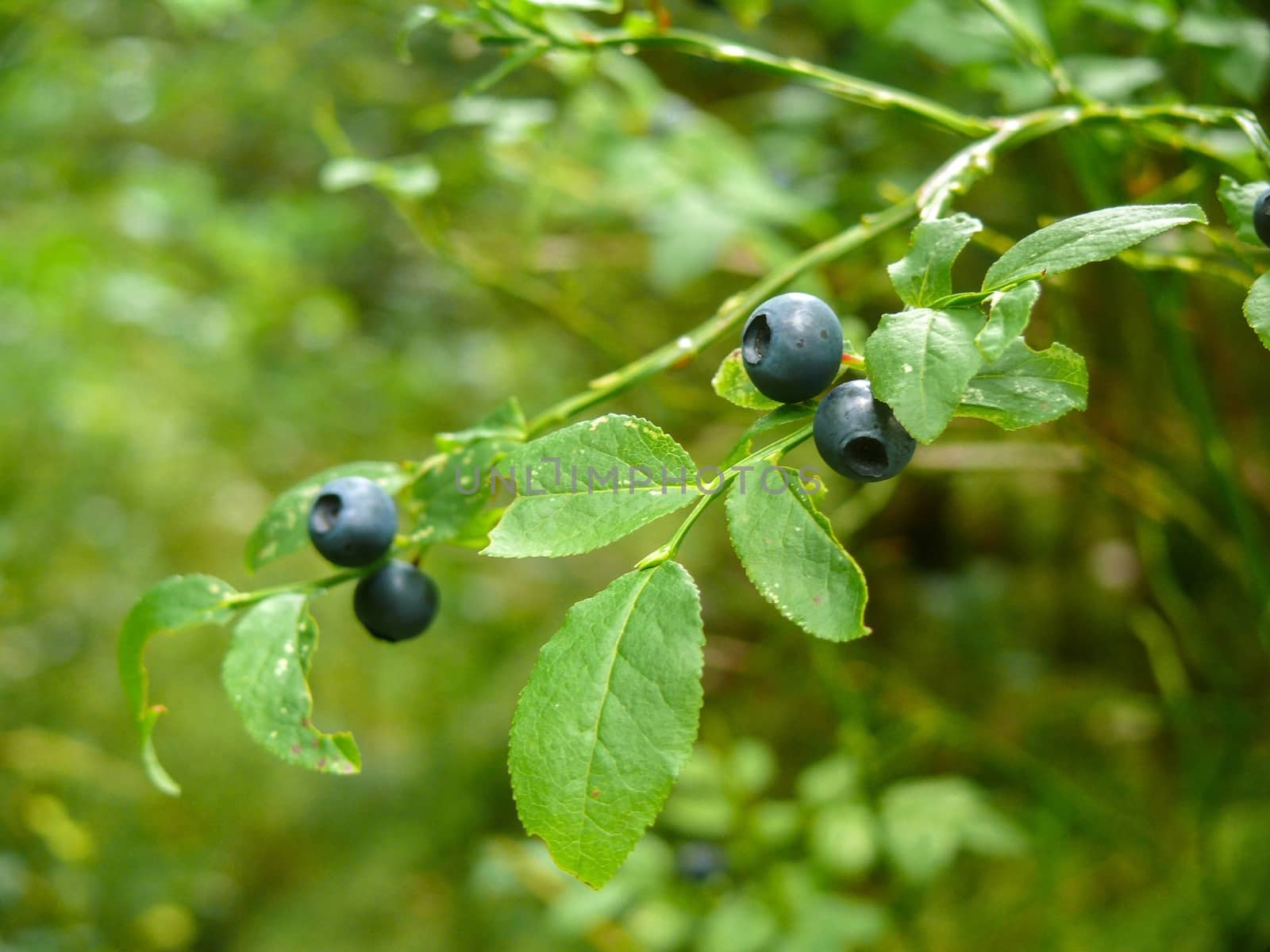 Bush of a ripe wild bilberry, blueberry in the summer closeup. by evolutionnow