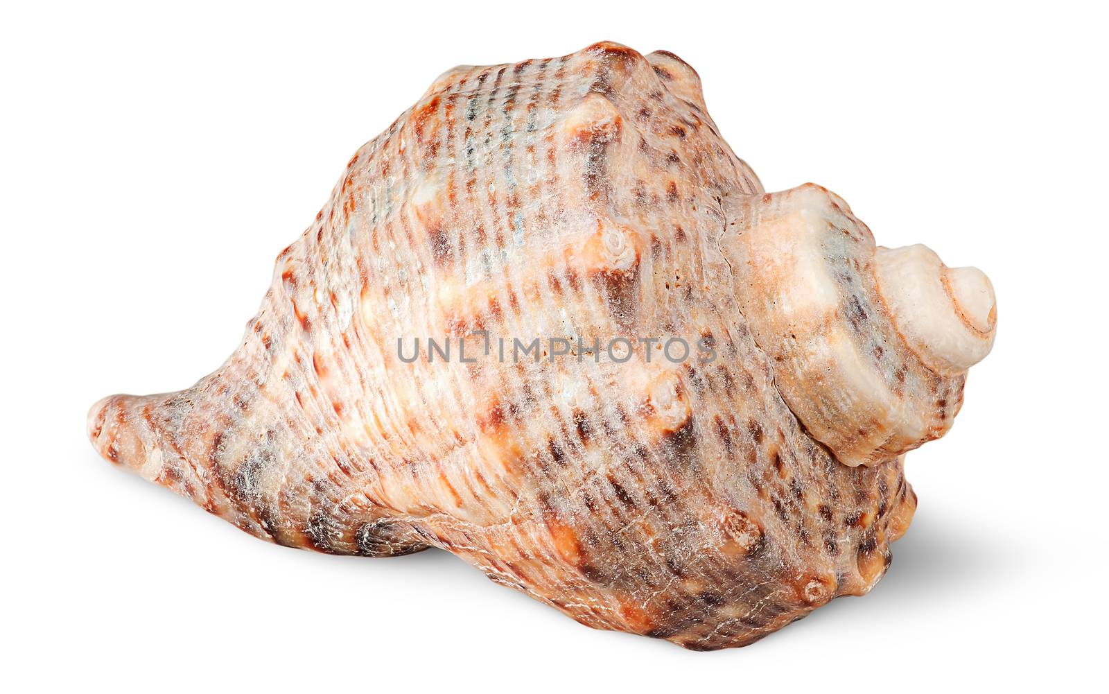 Seashell rapana side view isolated on white background