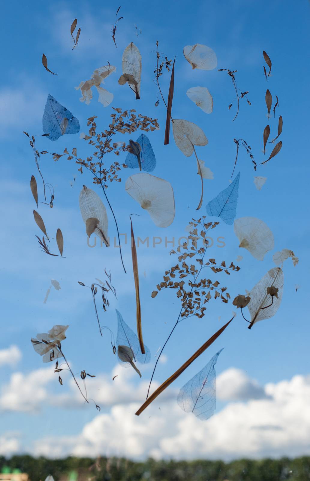The creative use of dried plants. Herbarium Dried flowers Sky