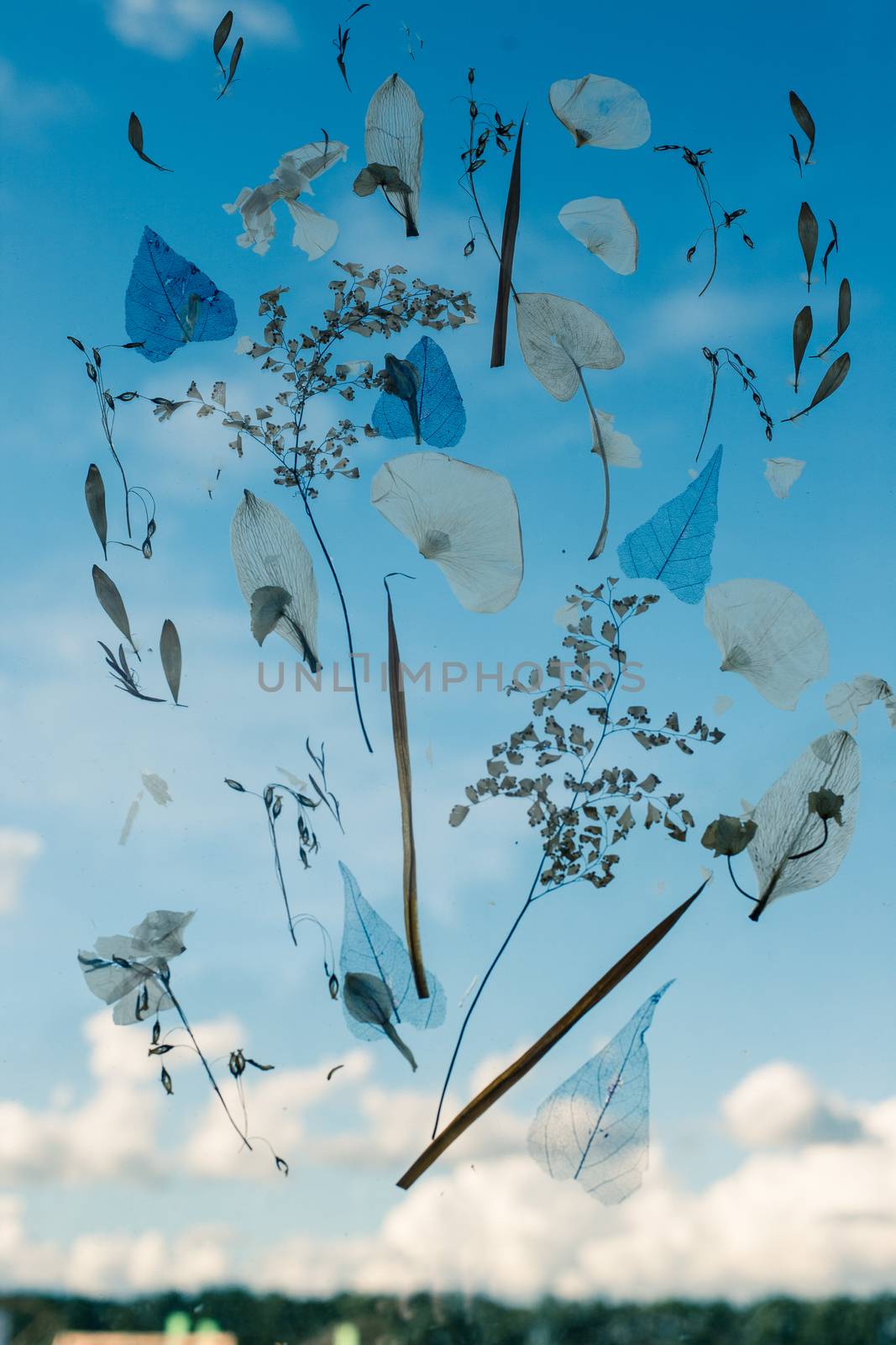Creative application of dried flowers. Herbarium Dried flowers Sky