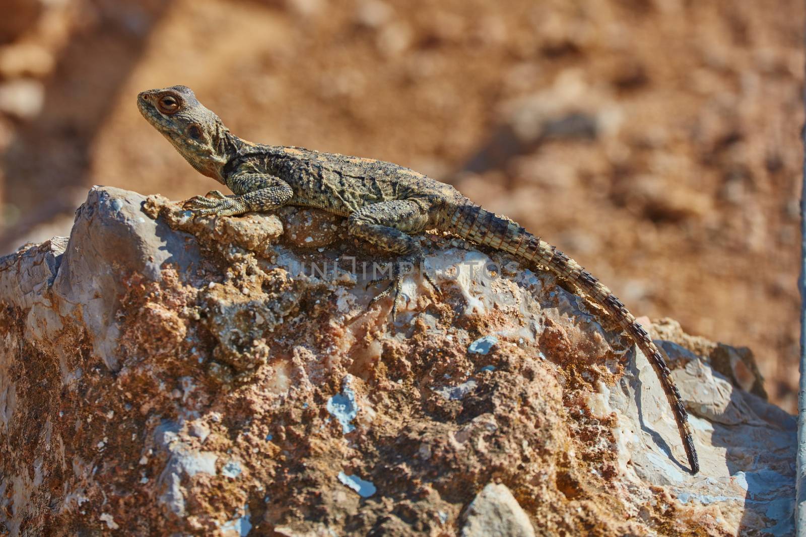 Stellion lizard sitting on a rock