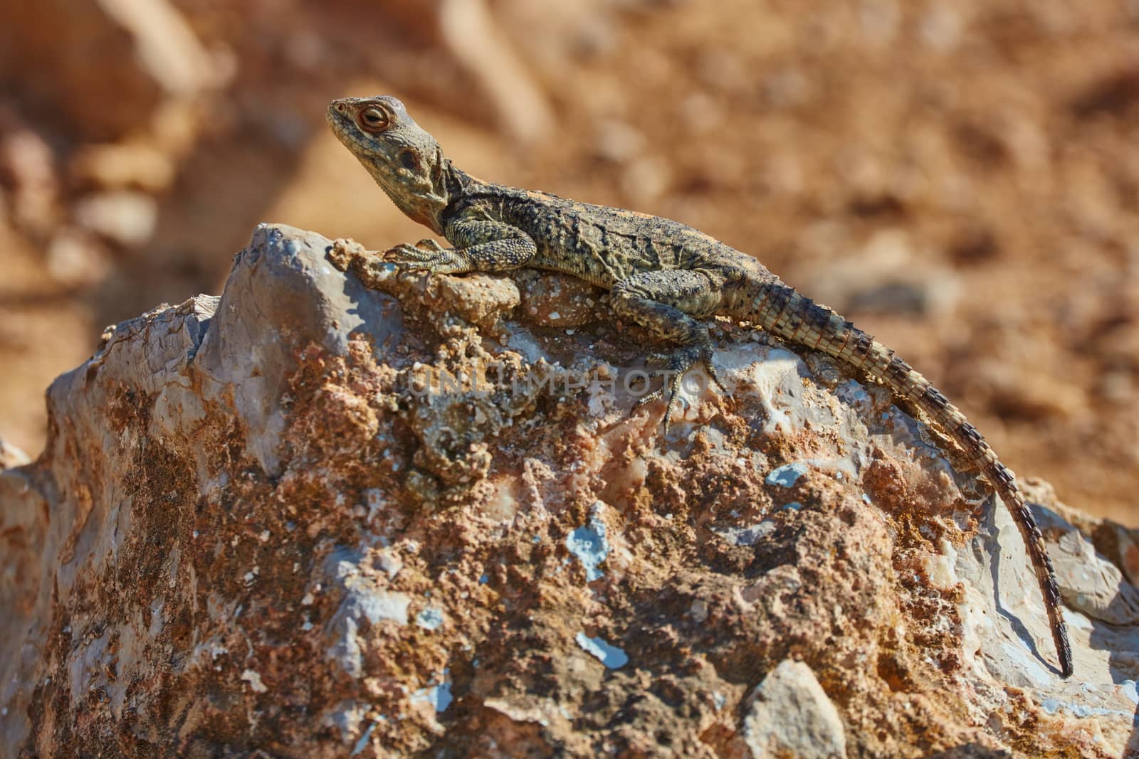 Stellion lizard sitting on a rock