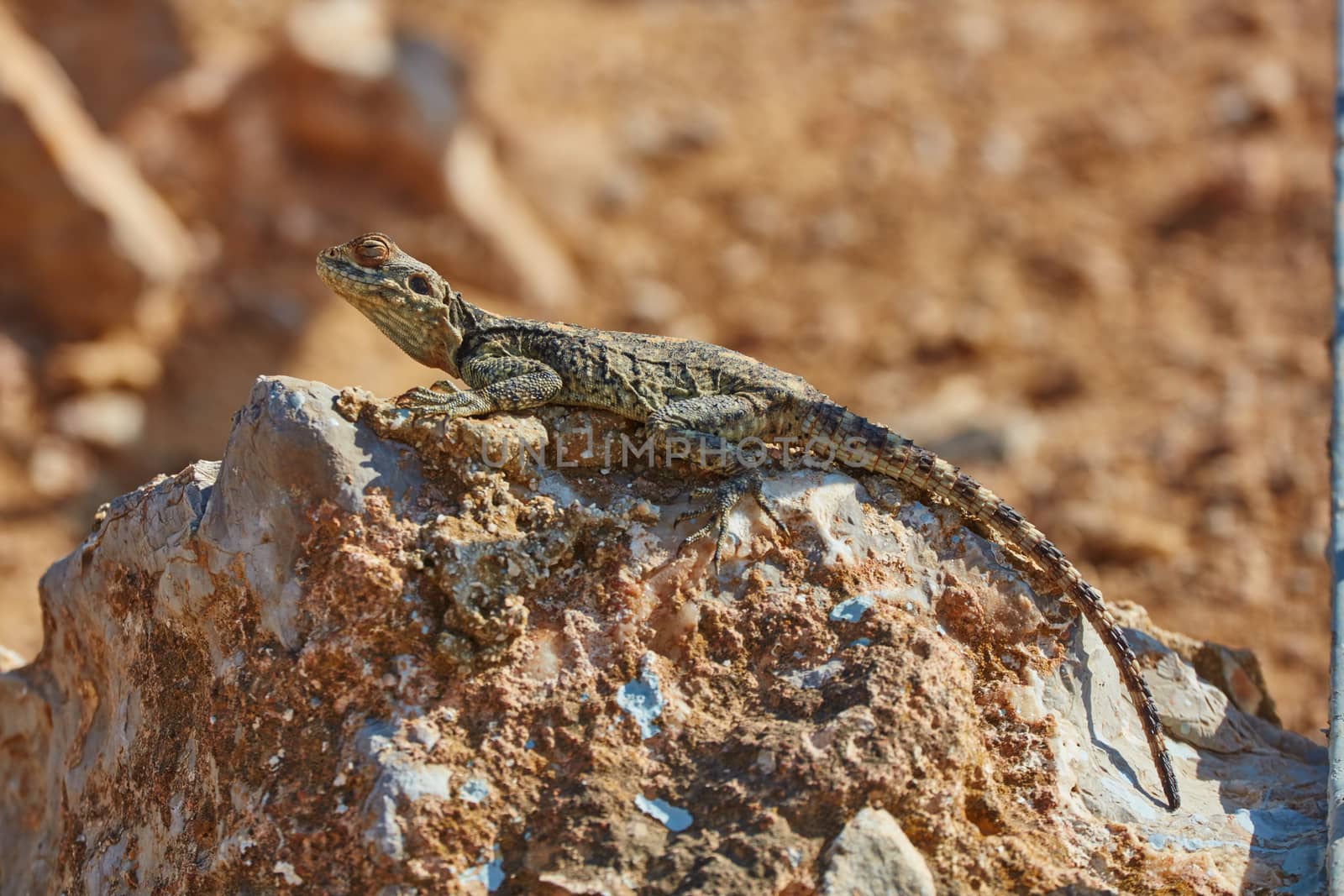 Stellion lizard sitting on a rock