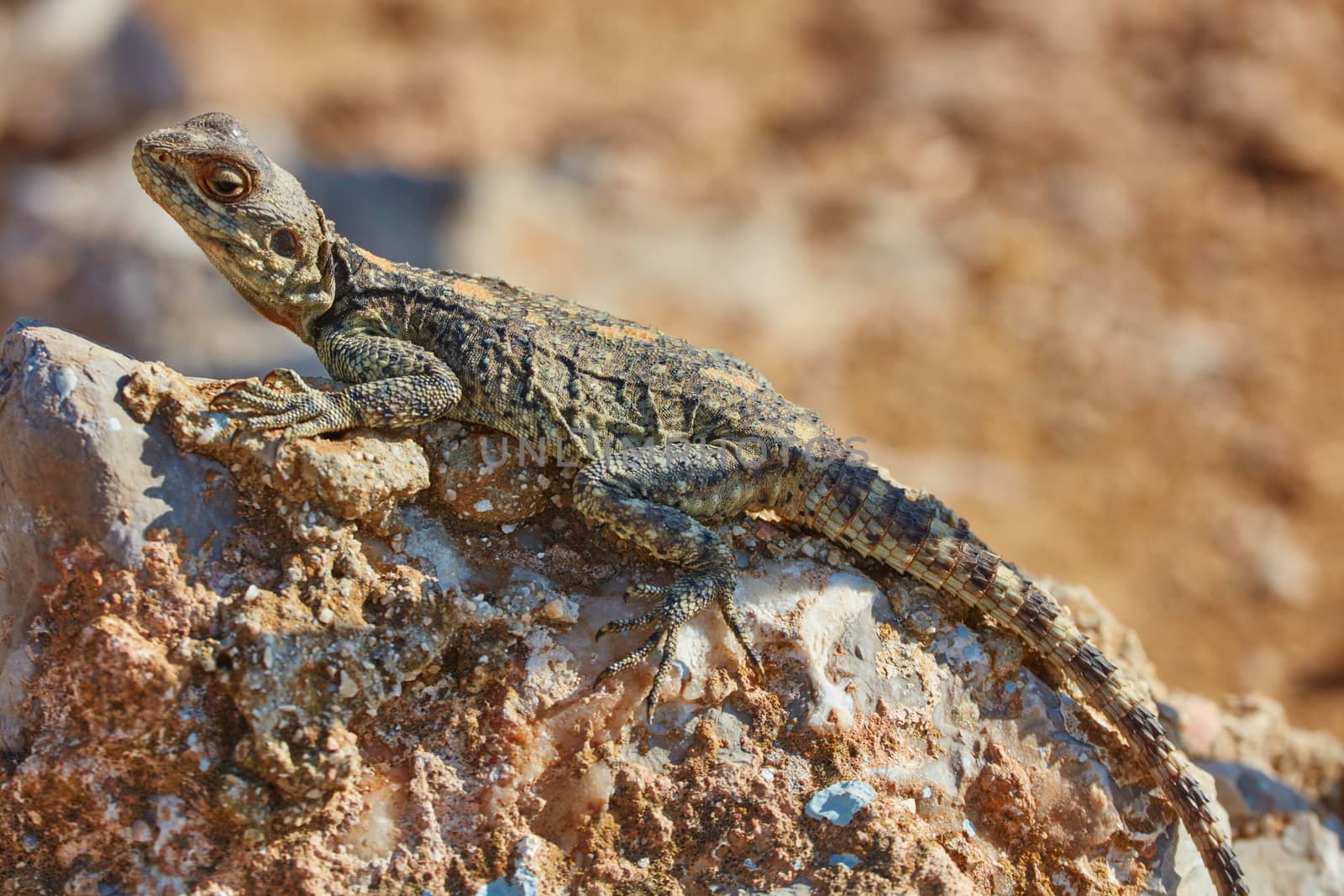 Stellion lizard sitting on a rock