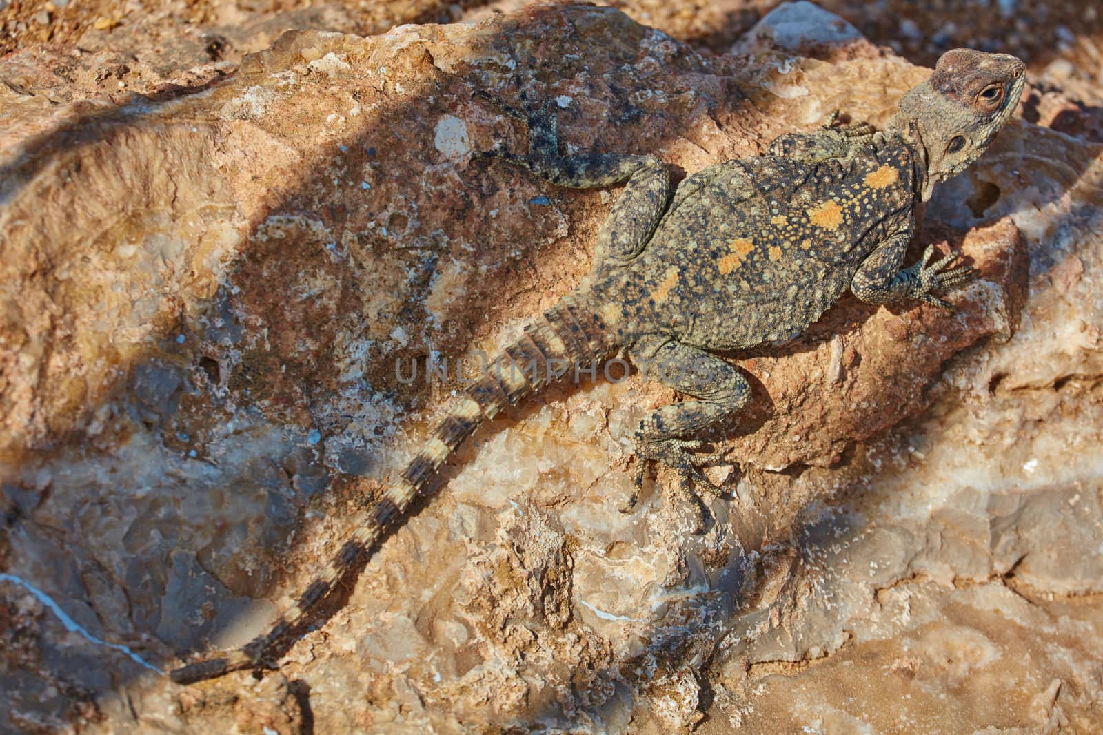 Stellion lizard sitting on a rock