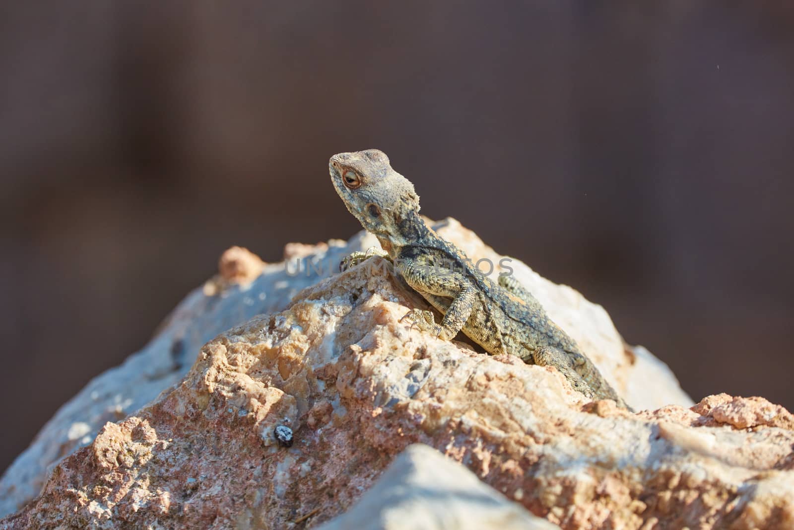 Stellion lizard sitting on a rock