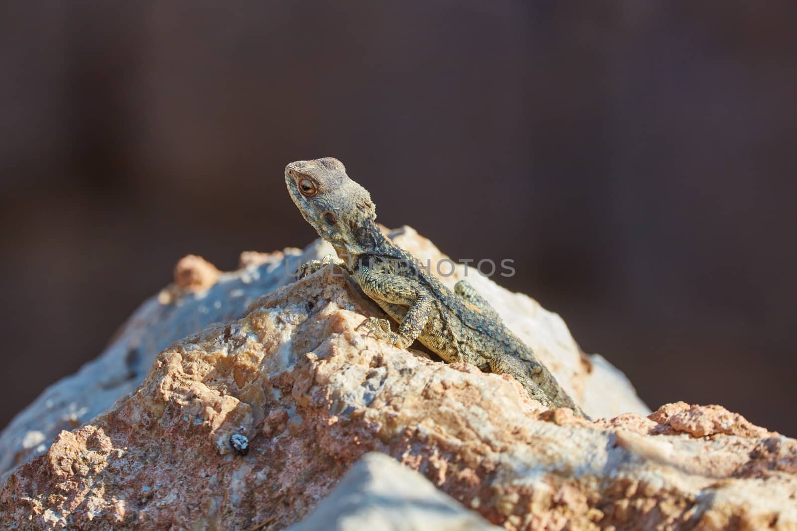 Stellion lizard sitting on a rock