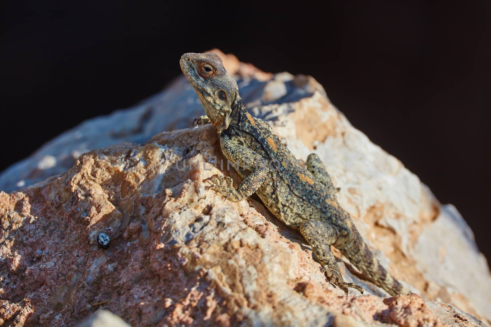 Stellion lizard sitting on a rock