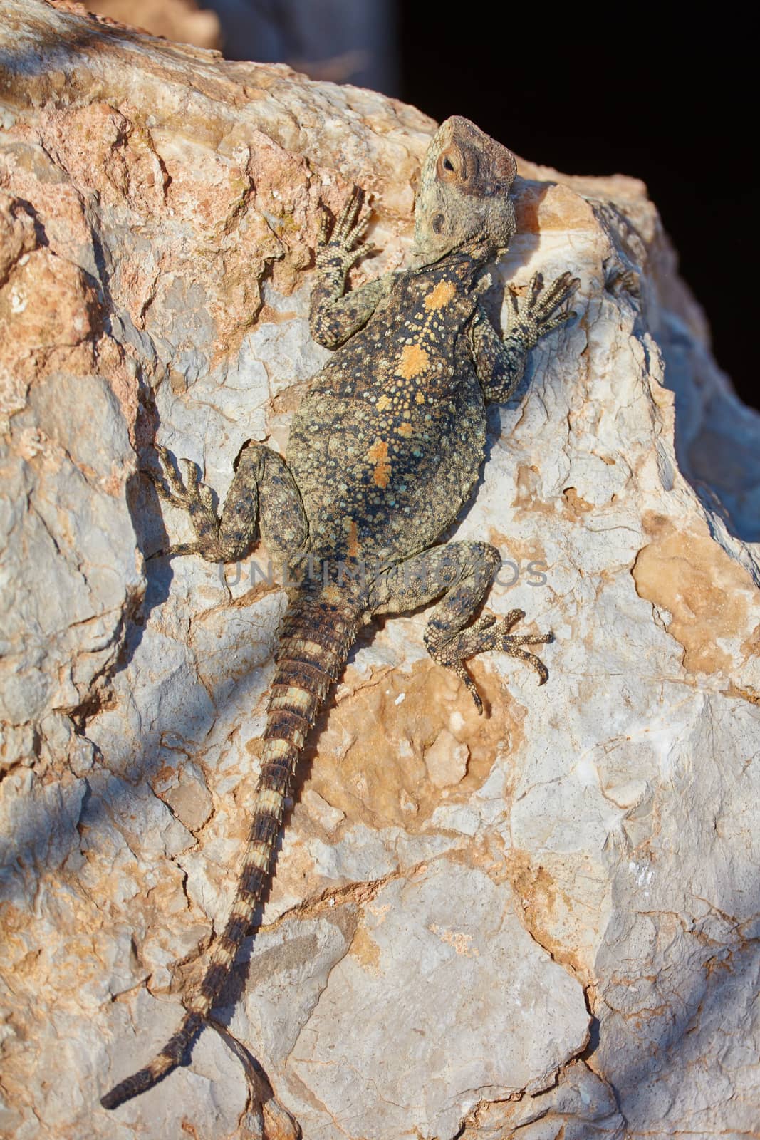 Stellion lizard sitting on a rock