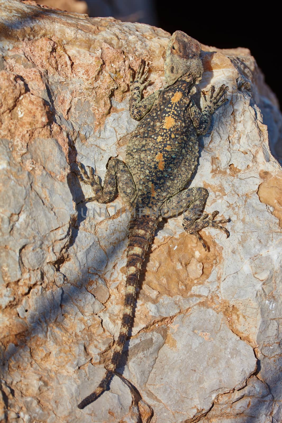 Stellion lizard sitting on a rock