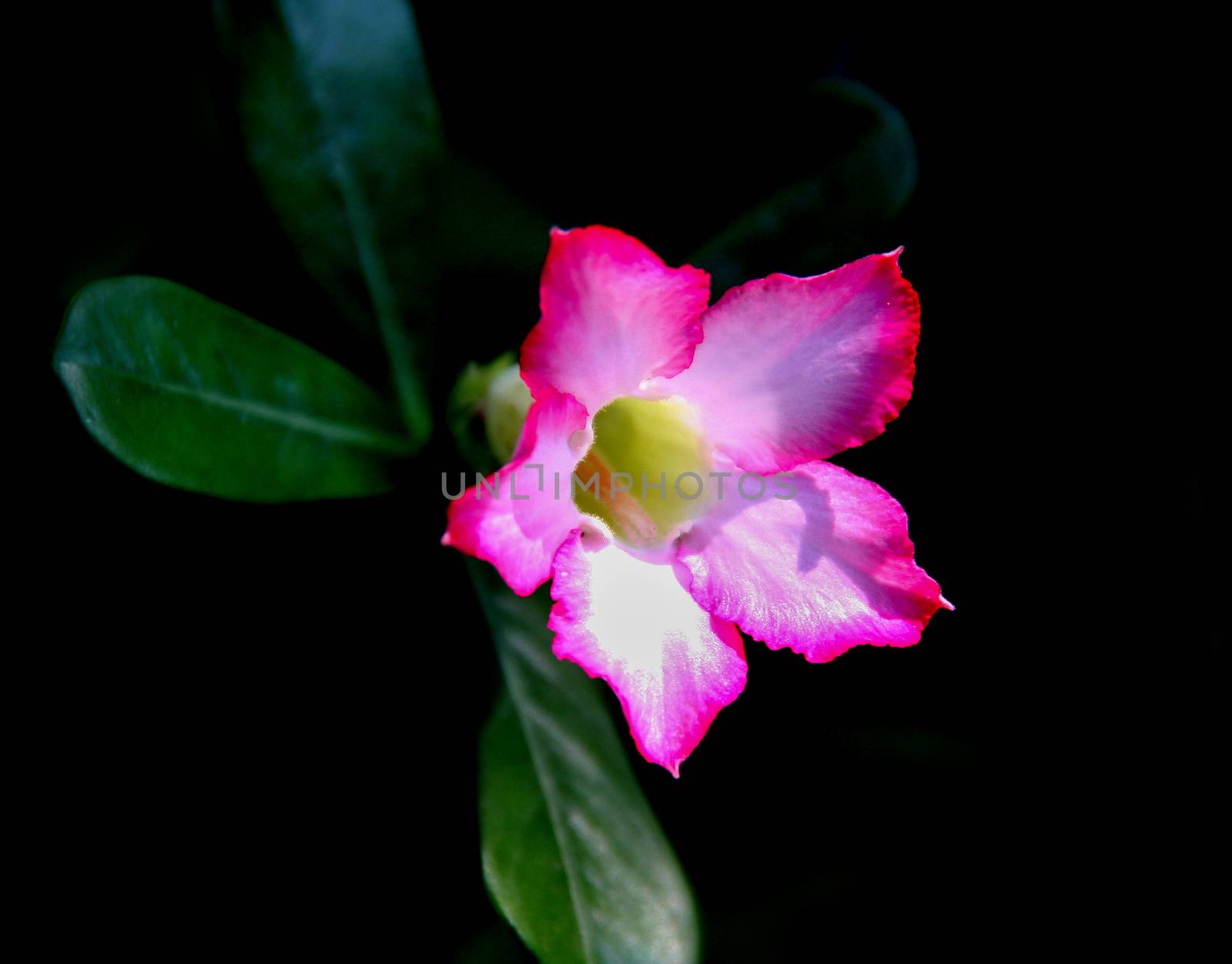 pink Impala Lily, Desert Rose was  beautiful isolated on black background