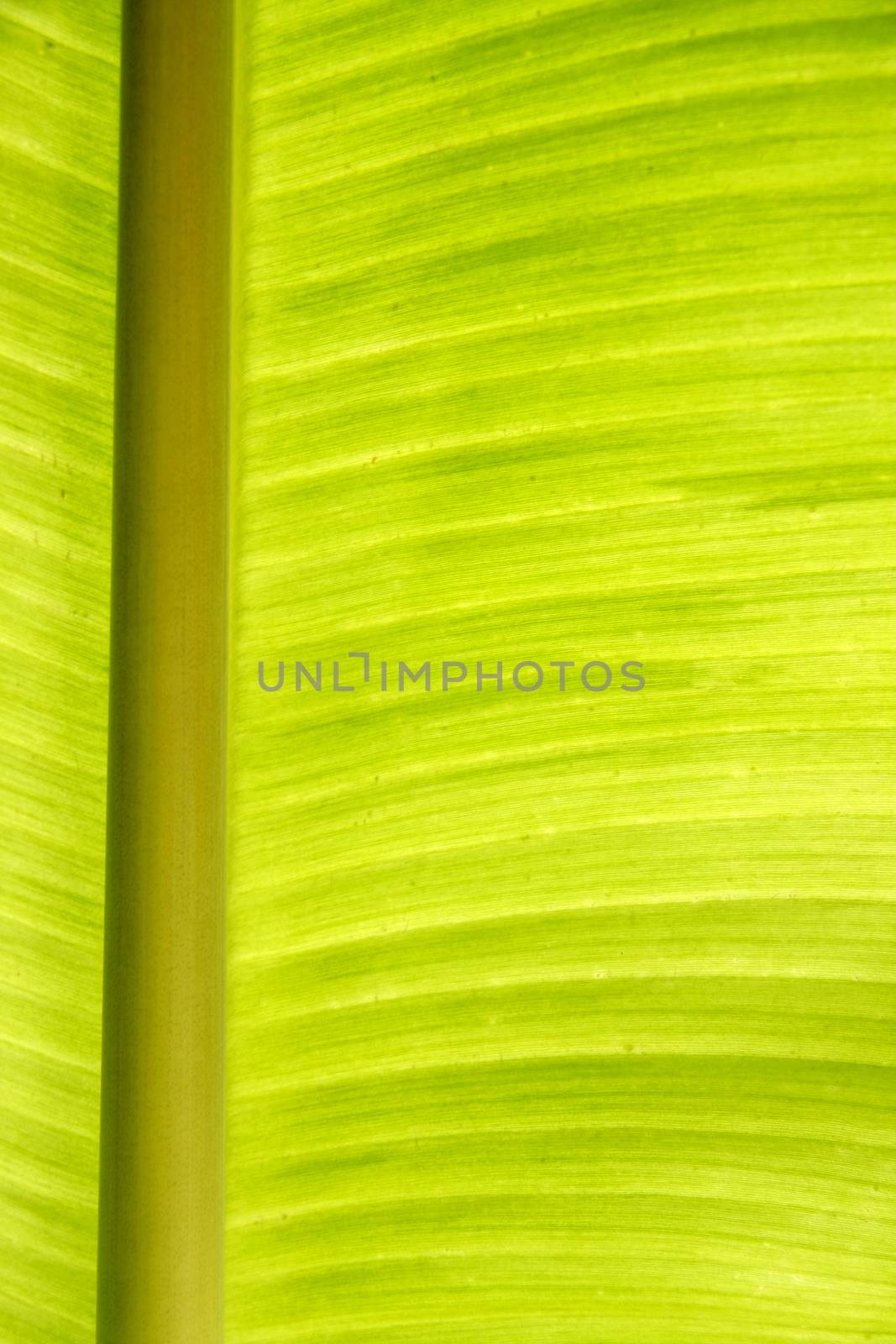 beautiful banana leaf texture with green-yellow color