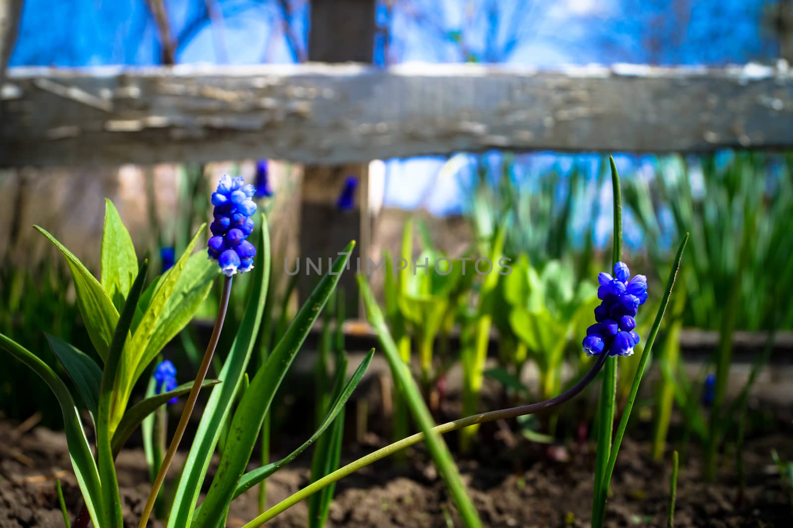 pretty little blue flowers in the garden by Oleczka11