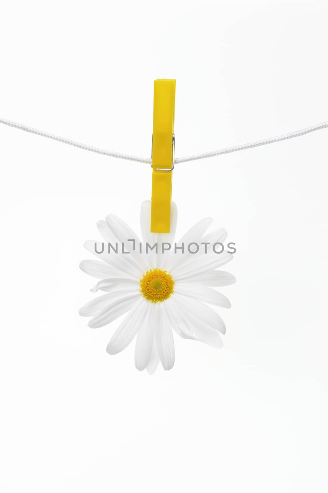 Clothespins on the rope hangs daisies, white background.