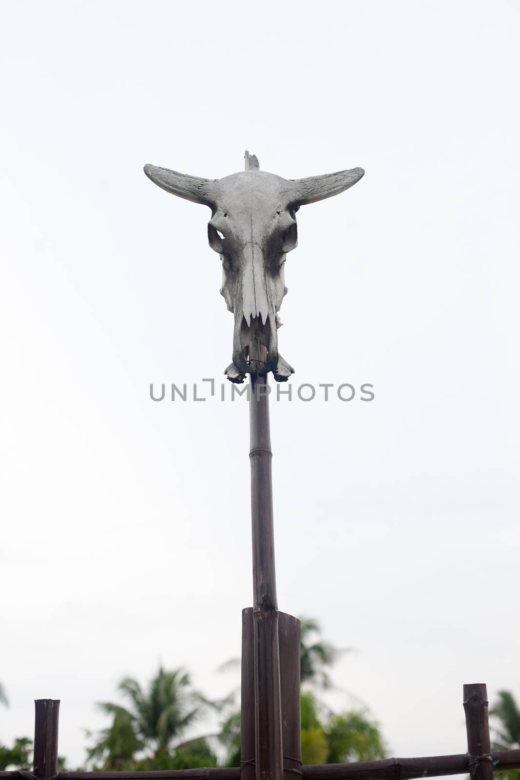 Skull of a cow on stick  by Vanzyst