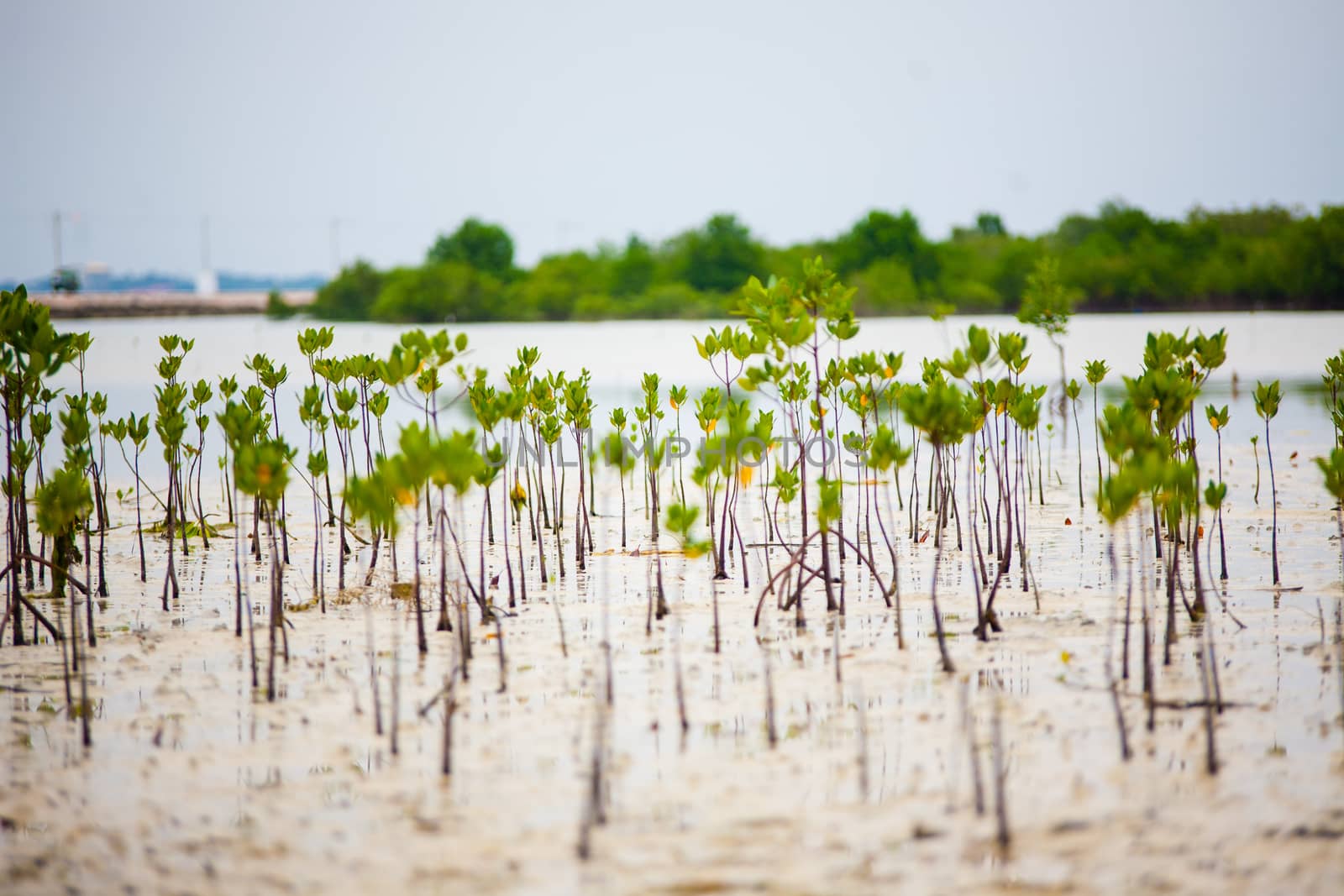 Quiet and calm Marshland with plants by Vanzyst