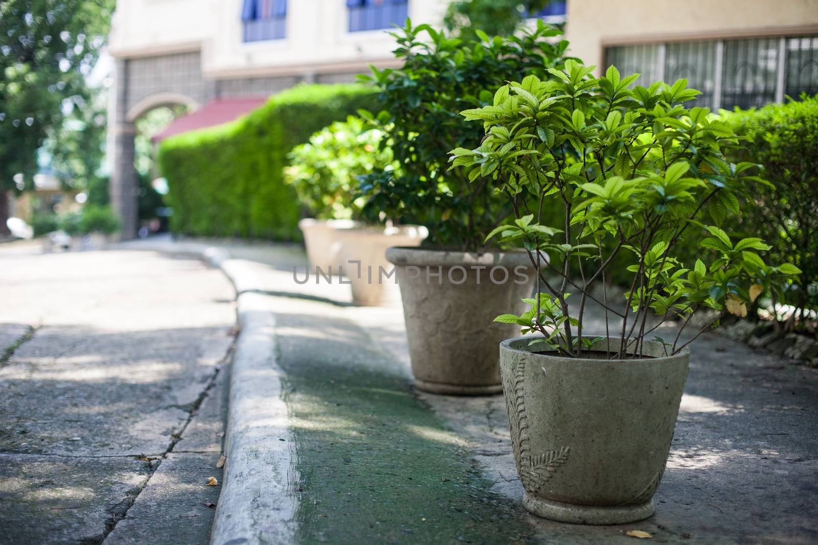 Green plants on the street by Vanzyst