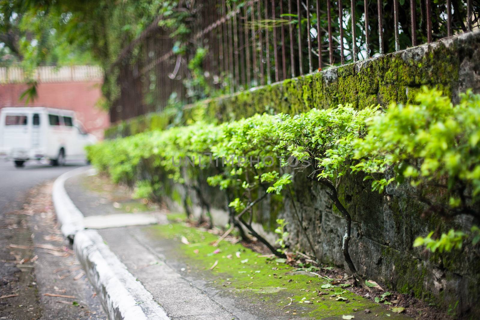 Green plants on the street in Cebu city Philippines