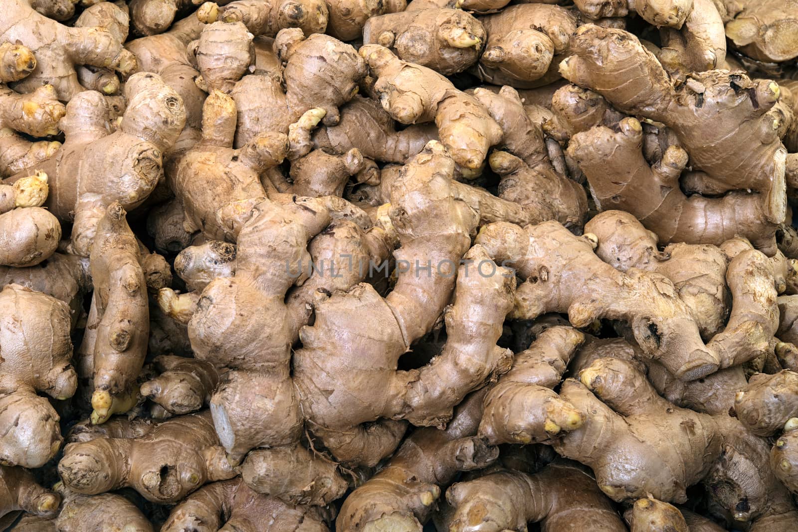 Organic ginger on display for sale in the fresh vegetable market