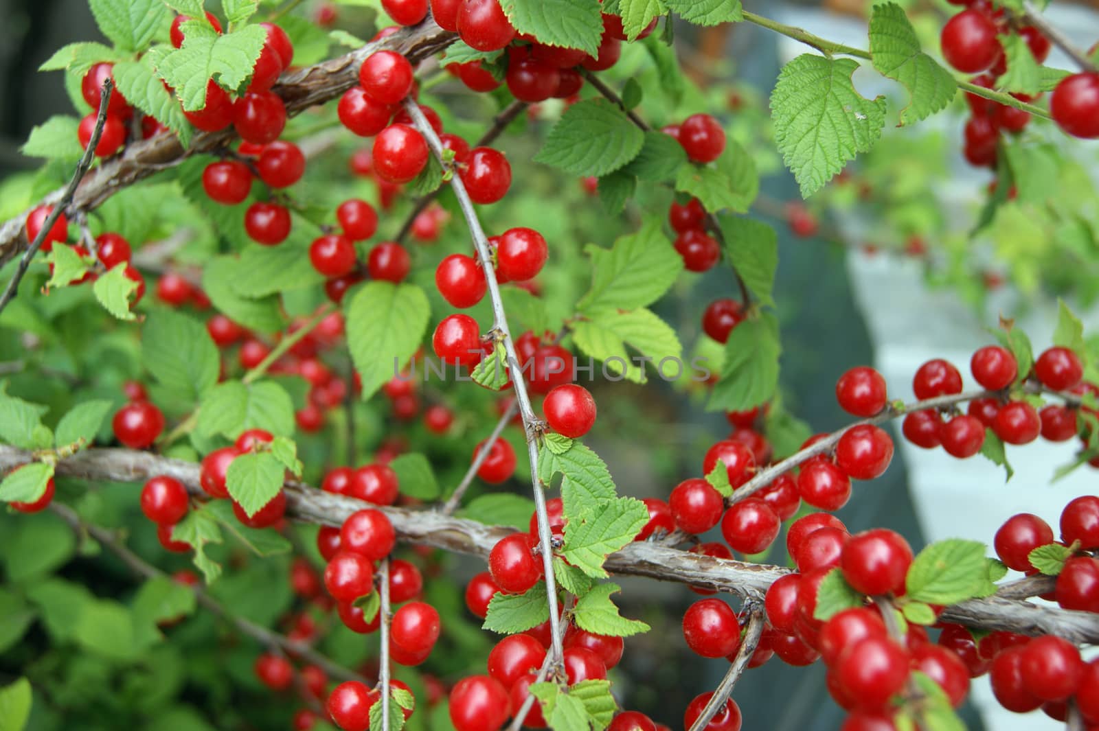 Ripe bush of the red berry cherry