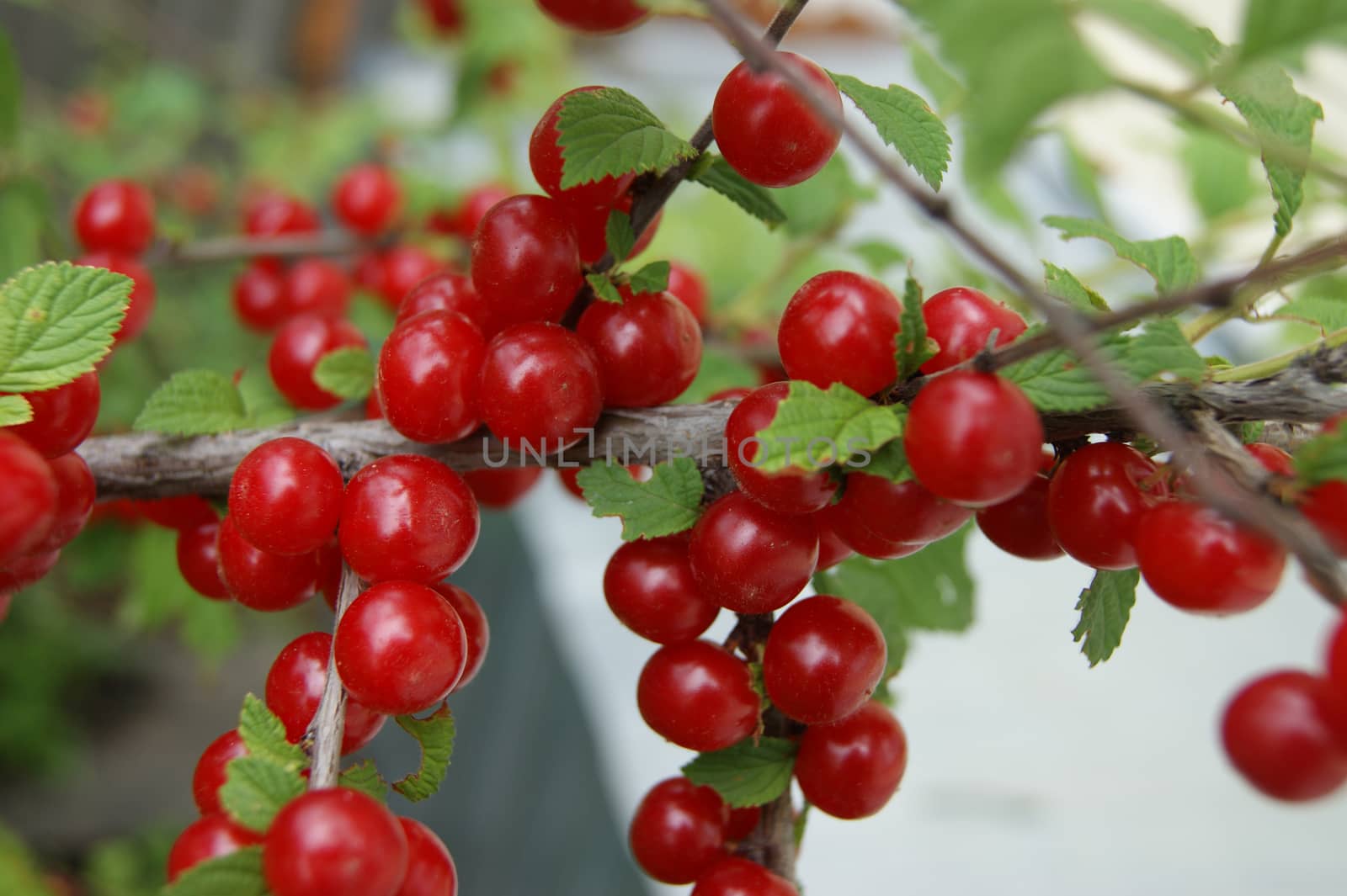 Ripe bush of the red berry cherry