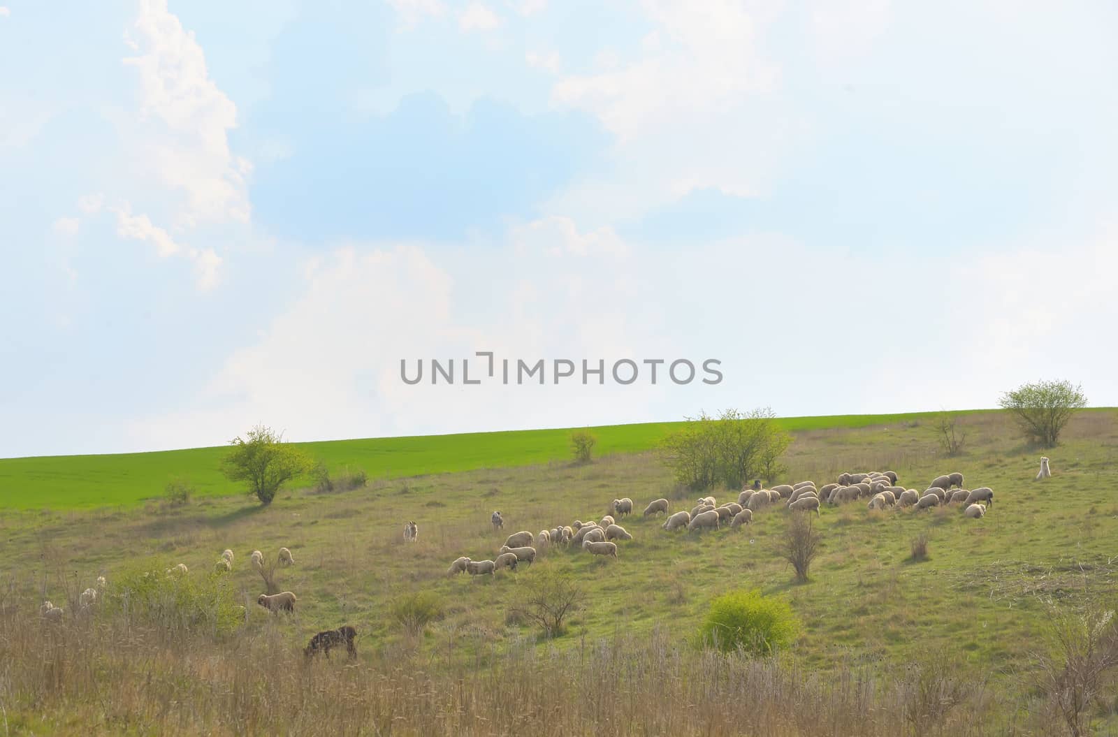 Herd of ships in spring time