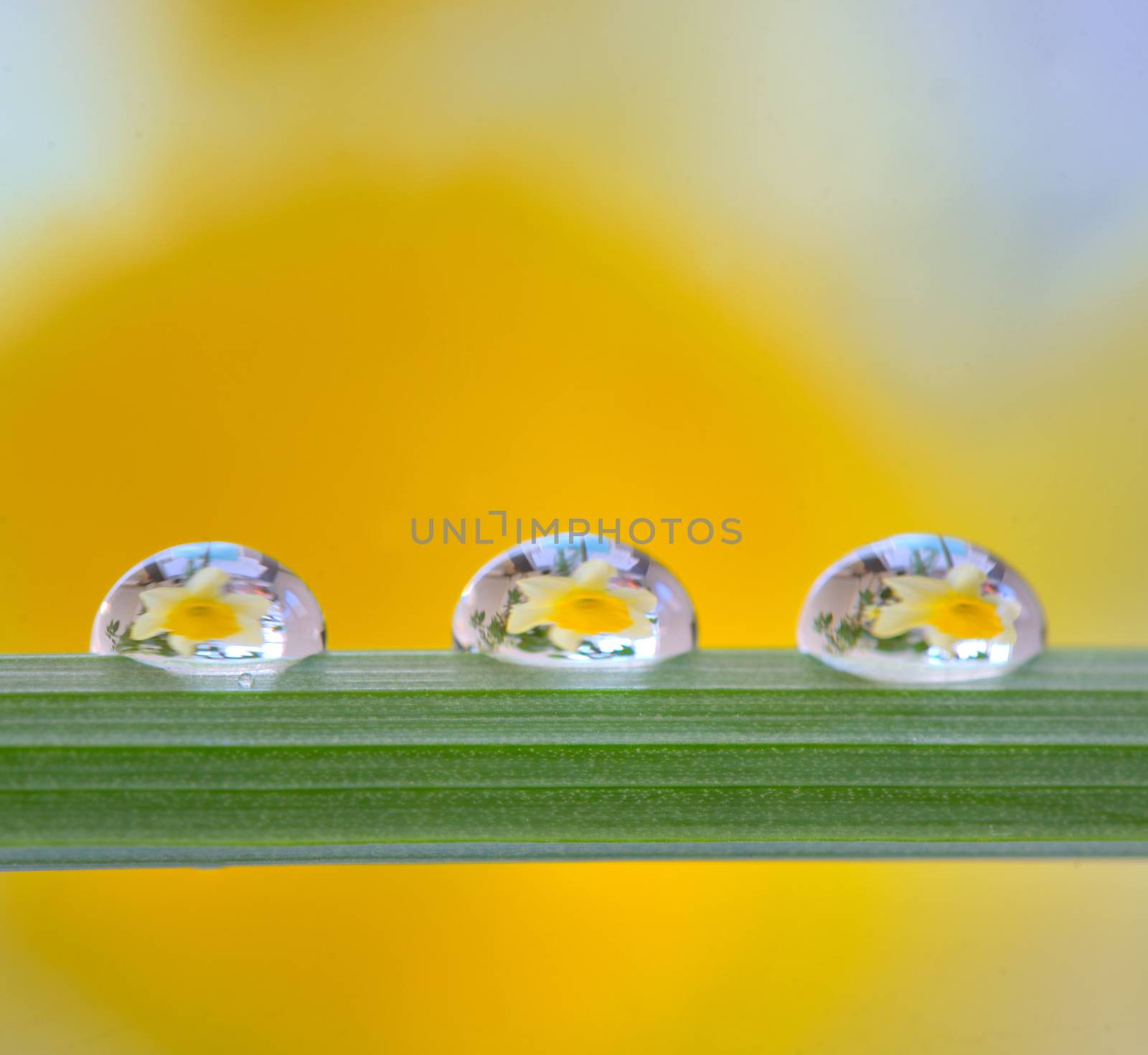 Yellow daffodils reflexion in dew drop