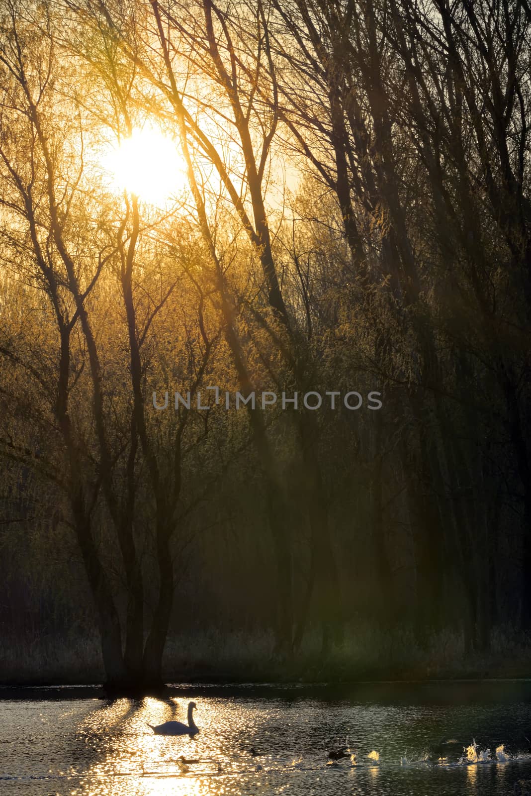 Single swan at sunrise by mady70