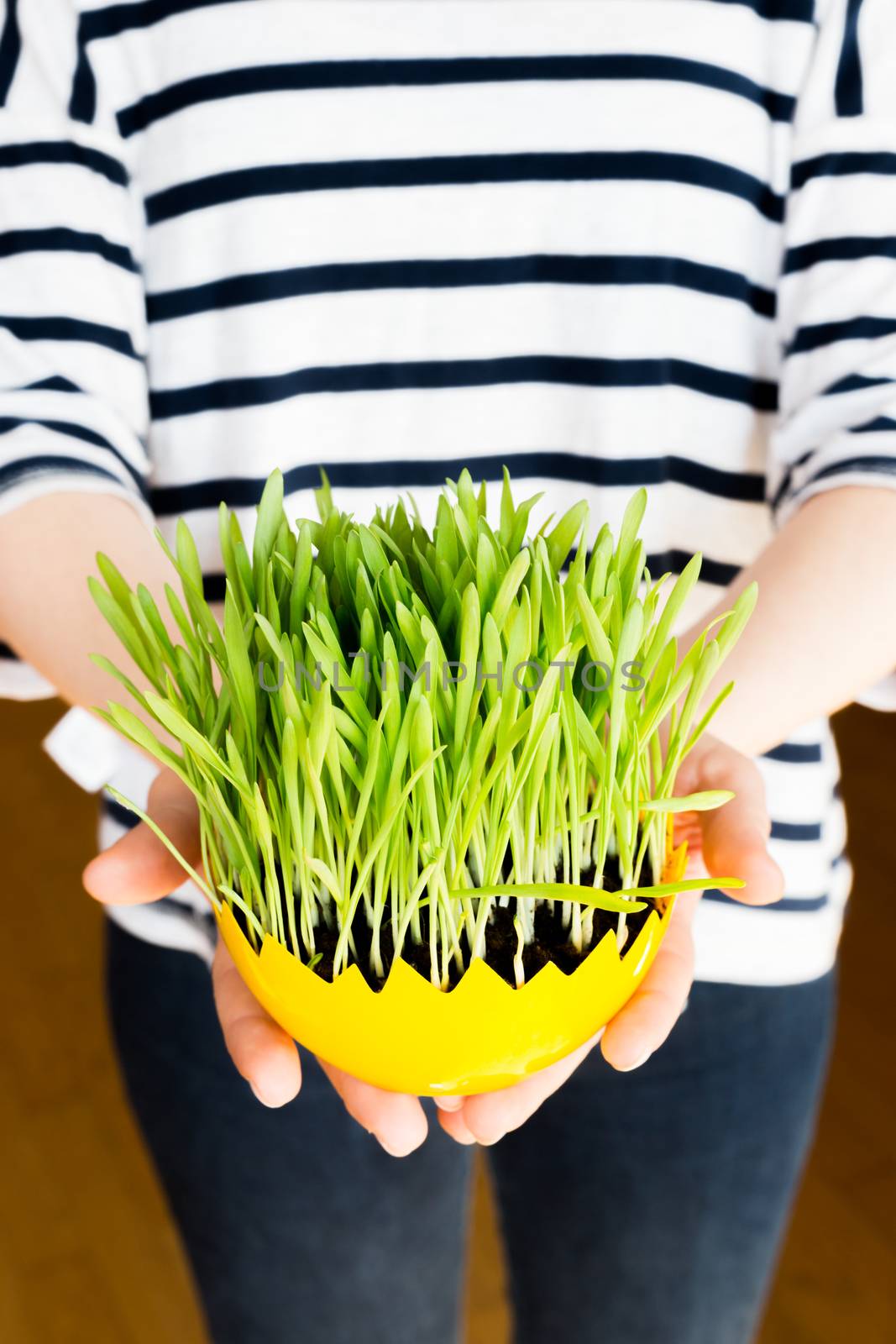 Girl giving green oat sprouts for easter