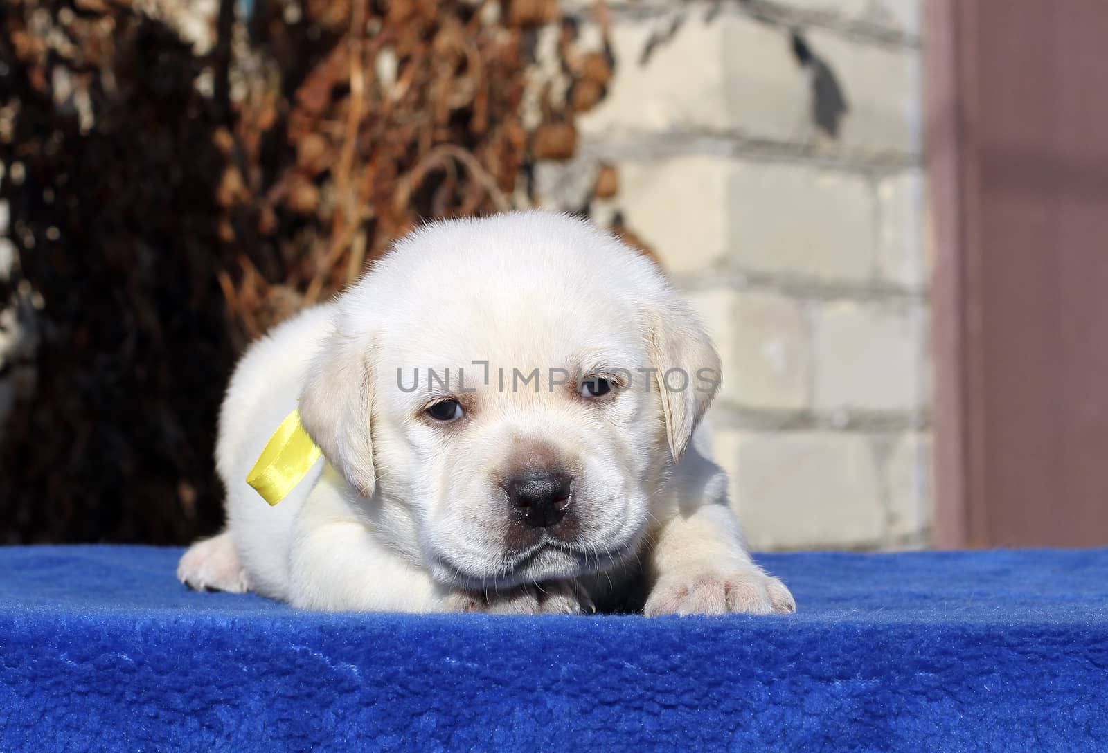 little yellow labrador puppy sitting on blue background