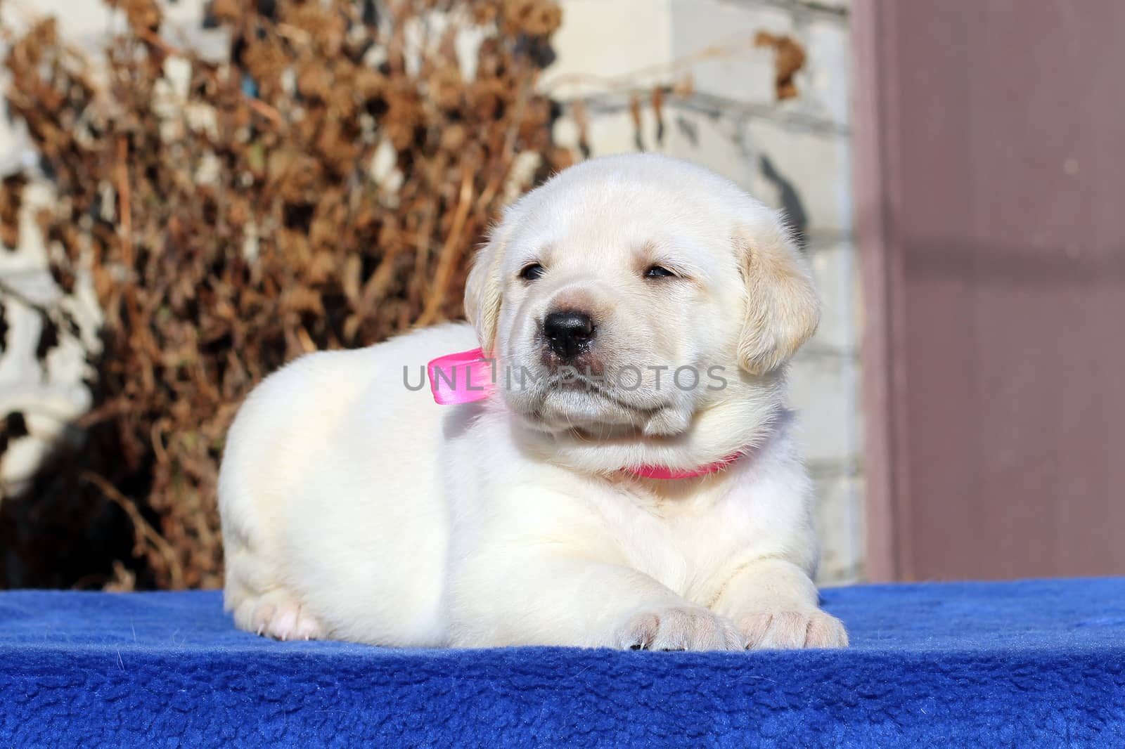 the little yellow labrador puppy sitting on blue background