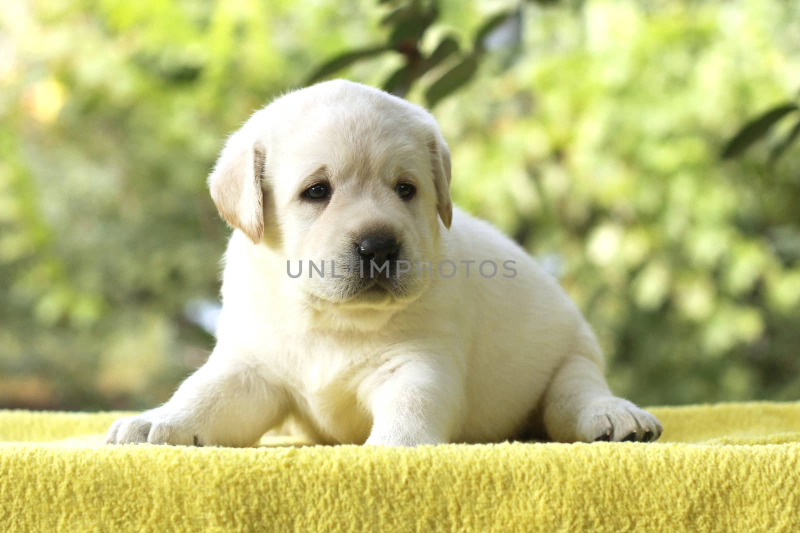 little yellow labrador puppy sitting on yellow background