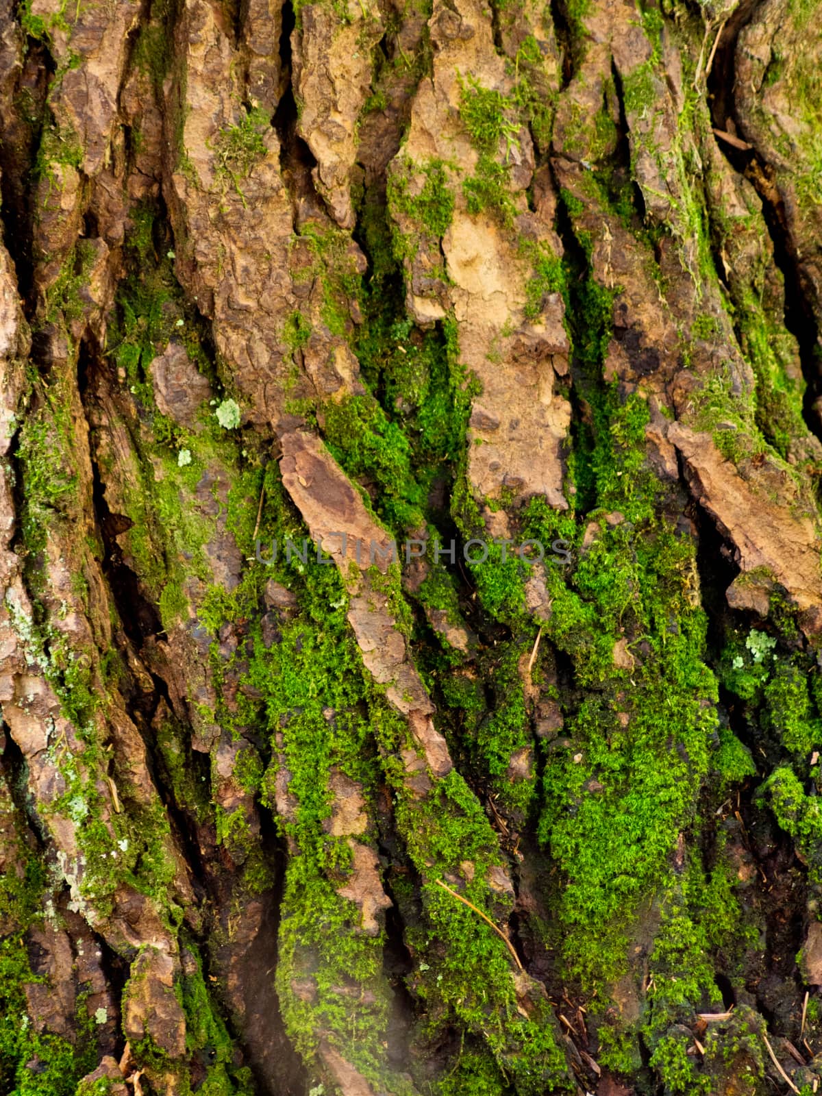 Detail of green moss growing on the bark of a tree in Bear Brook State Park in New Hampshire. 