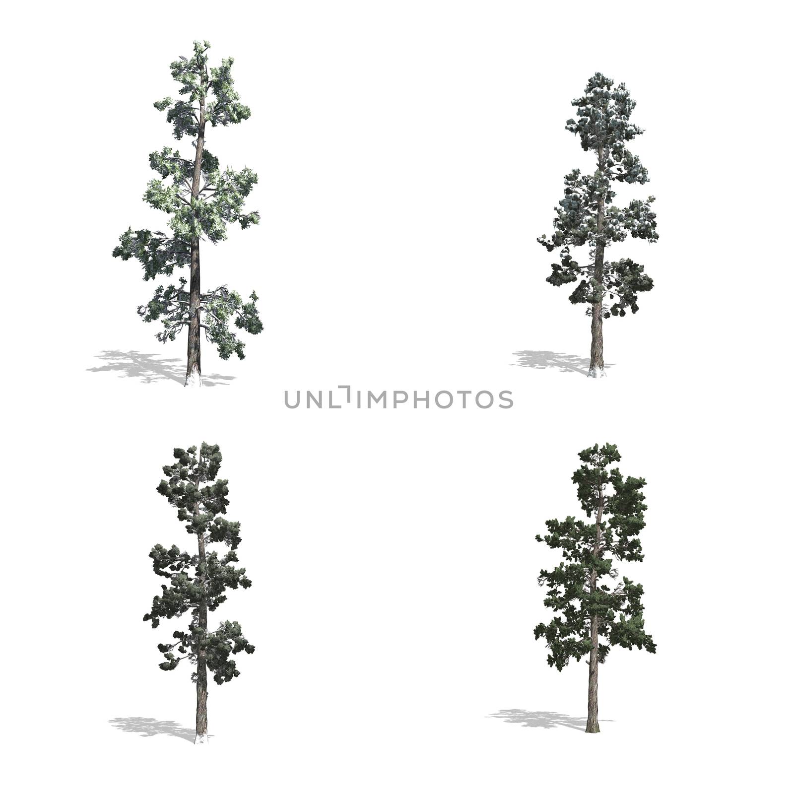 Piner  trees, isolated on white background.