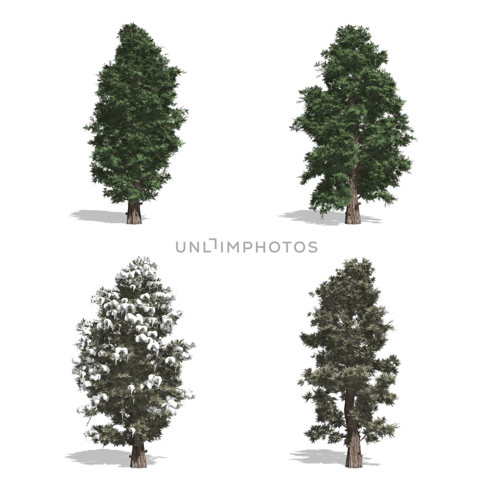 Red Cedar  trees, isolated on white background.