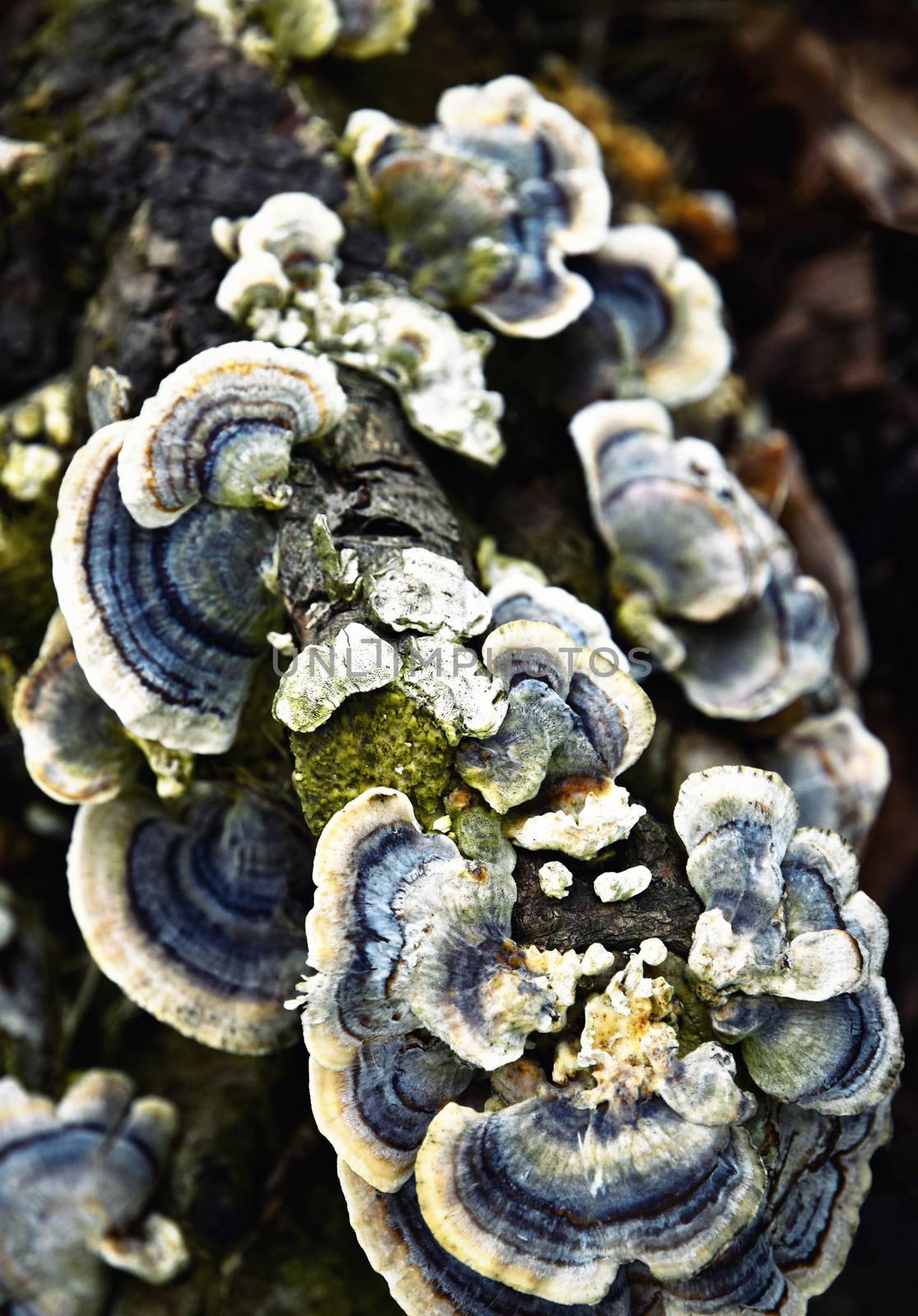 a group of wood destroying fungi on wood by Ahojdoma