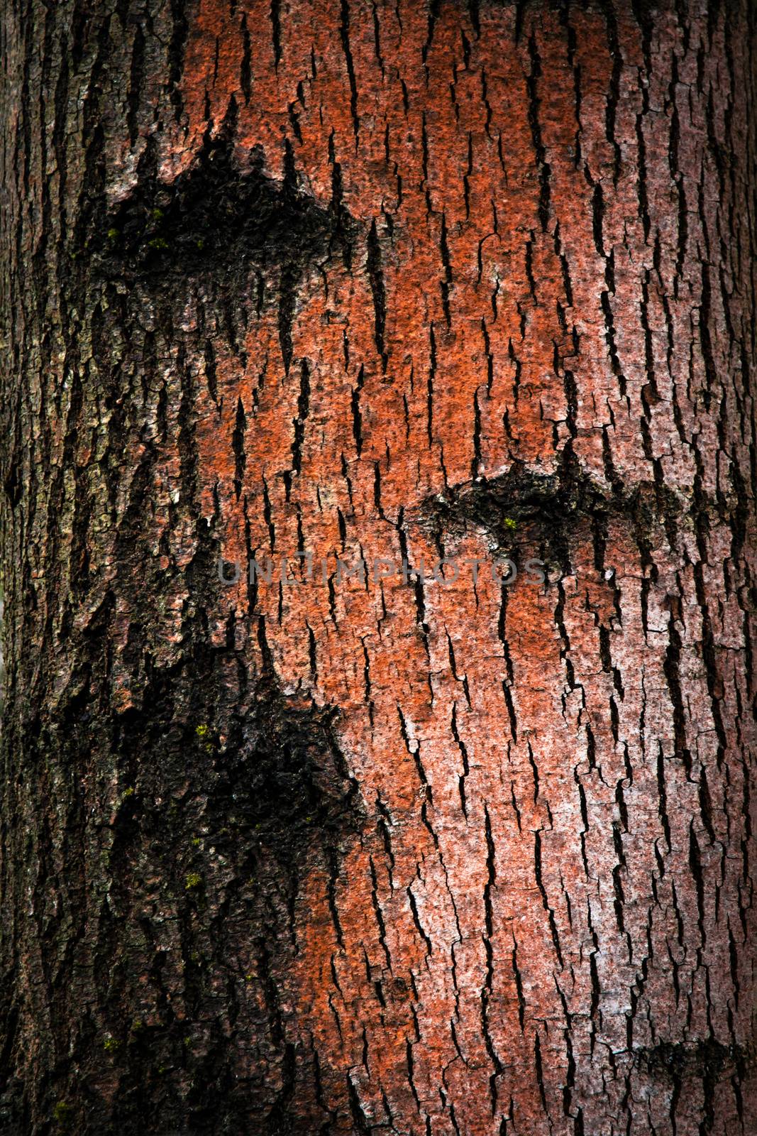 Abstract red colored bark by Ahojdoma