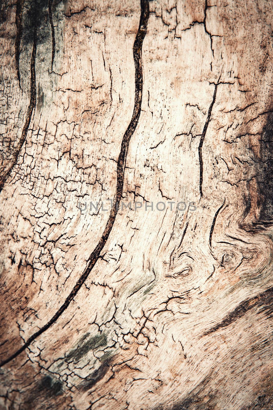 abstract background or texture old grooved stump