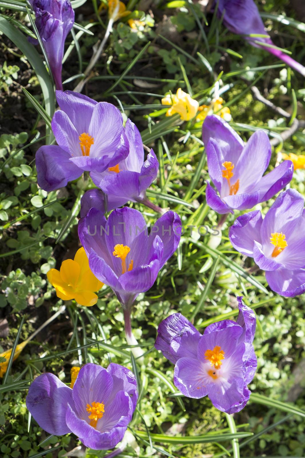 several multicoloured crocus flowers growing in grass
