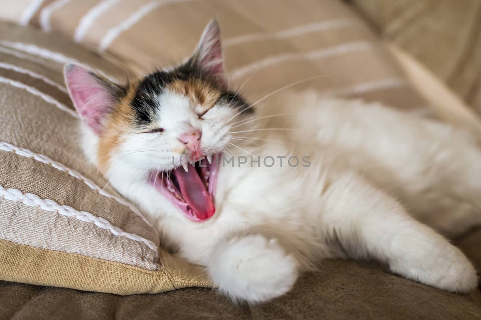 A red white cat lying on the soft sofa near a pillows in a room