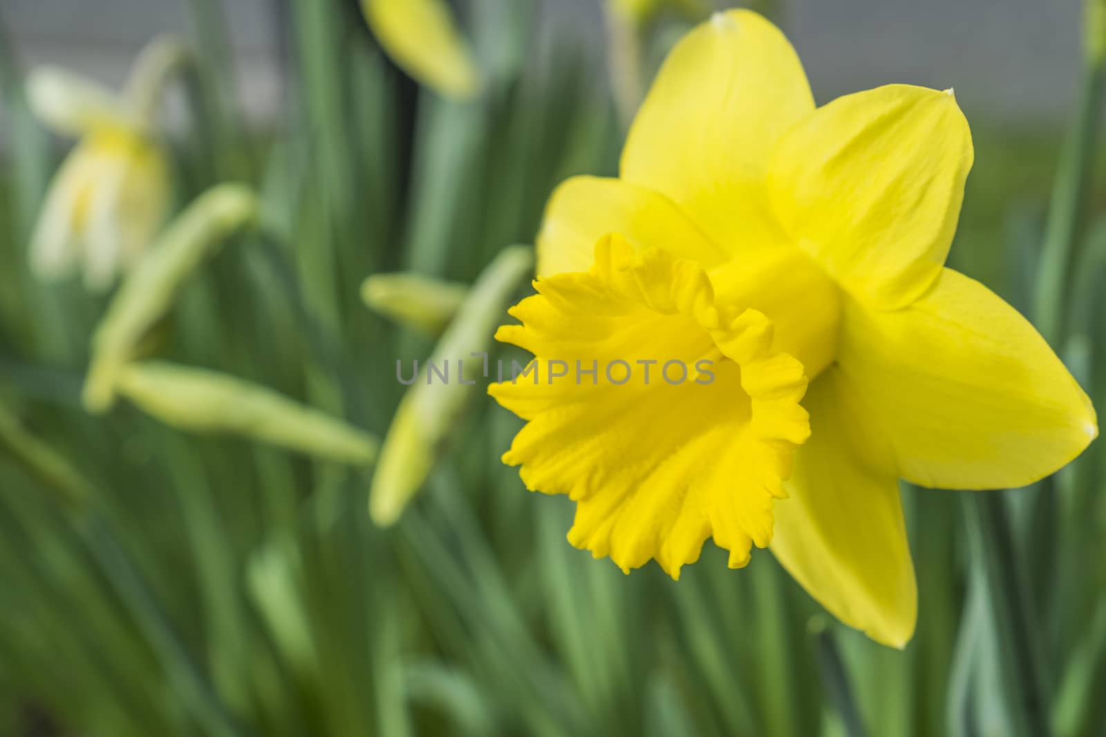 yellow daffodil flower growing in spring time