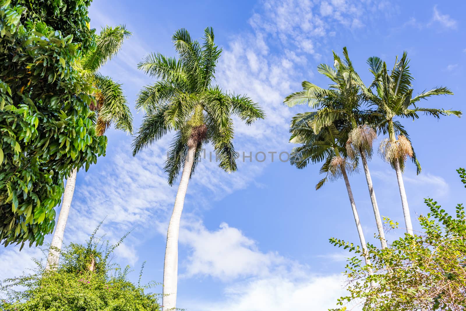 Palm trees tower over other vegetation in south Florida.