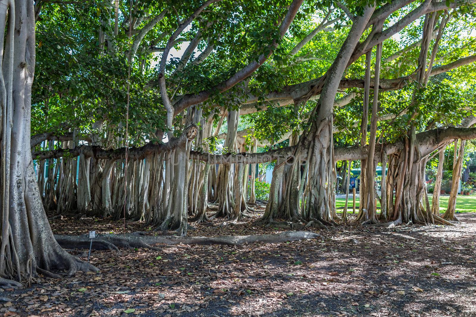 A banyan tree in south Florida that was planted in the 1920s.