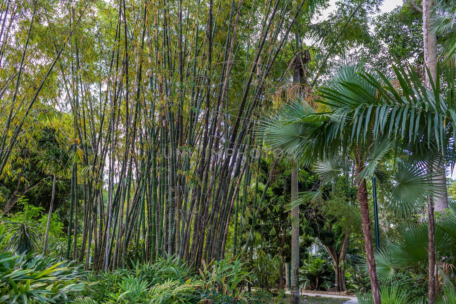South Florida Bamboo by adifferentbrian