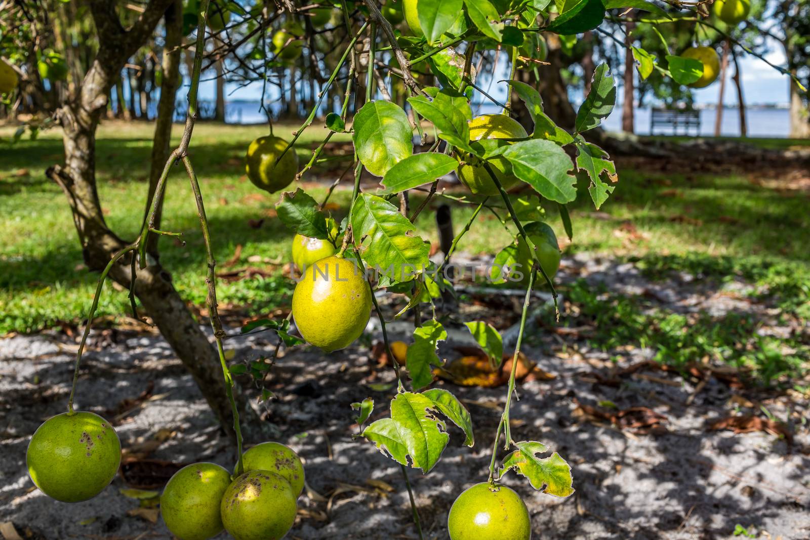 Florida Mango Tree by adifferentbrian