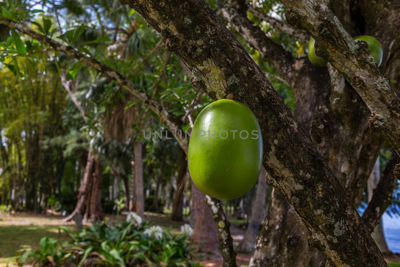 A Calabash Tree and its fruit growing in south Florida.