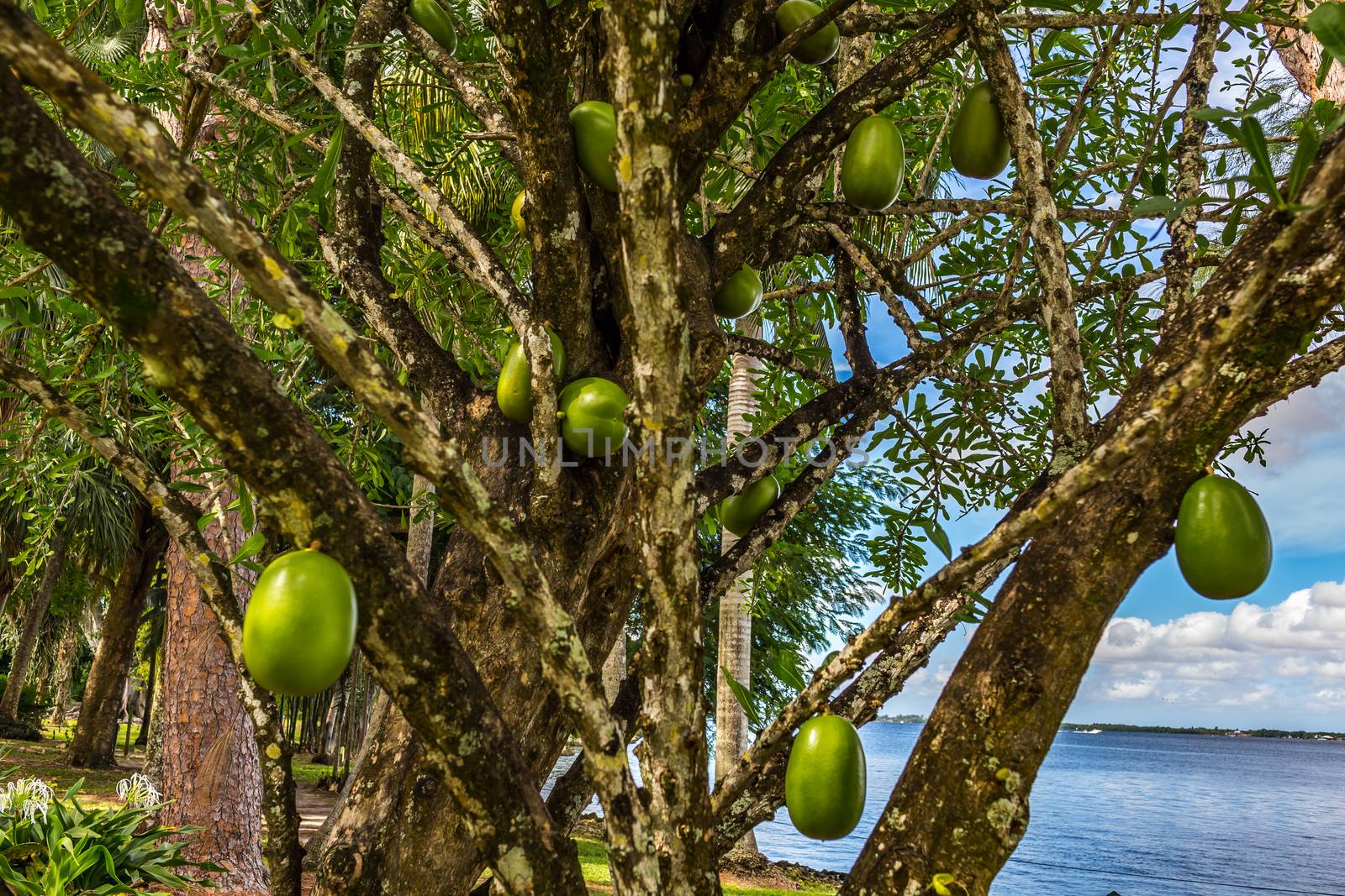 A Calabash Tree and its fruit growing in south Florida.