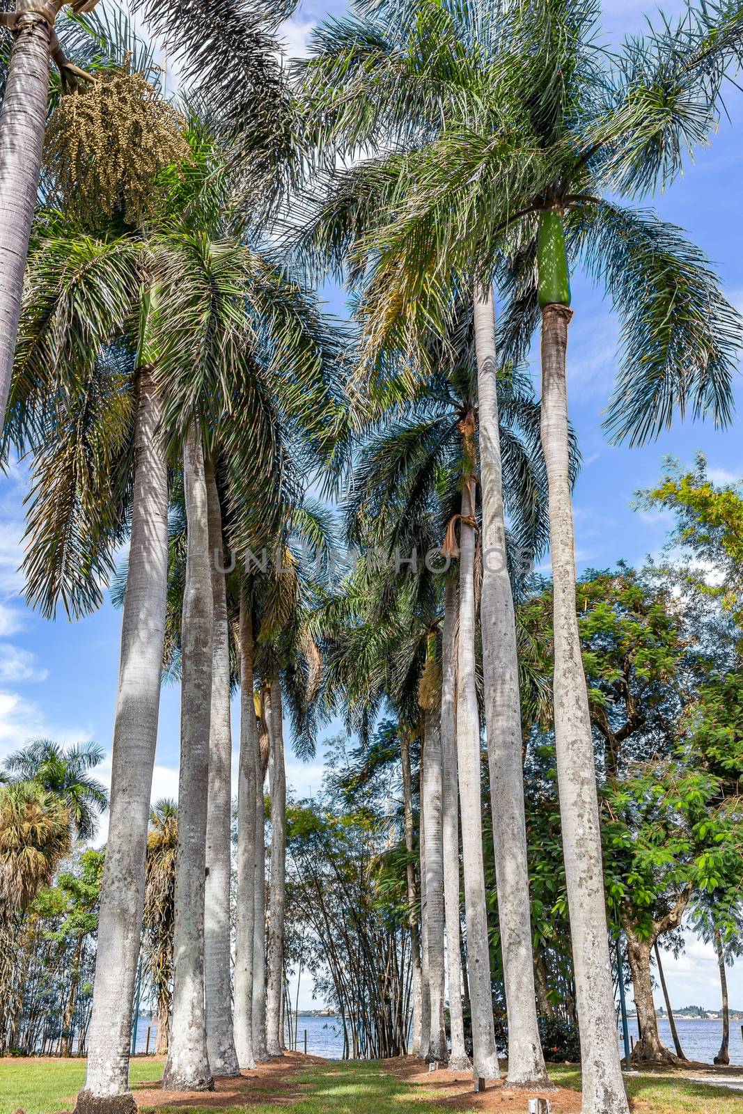 Palm trees tower over other vegetation in south Florida.