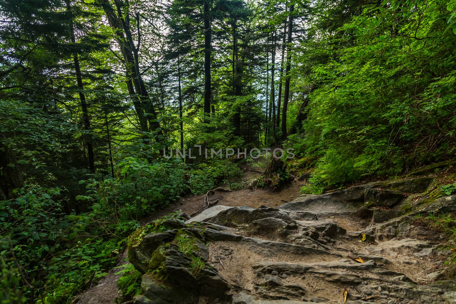 The Appalachian Trail by adifferentbrian
