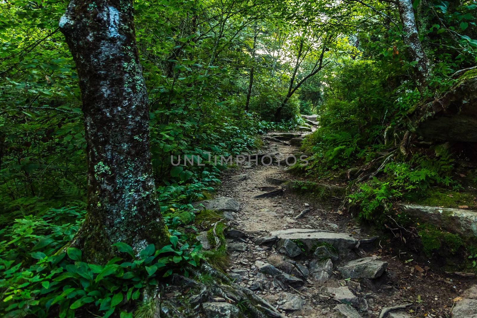The Appalachian Trail as it crosses the Smoky Mountains in North Carolina and Tennessee.